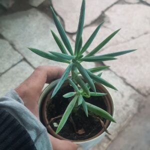 Blue-Chalksticks-Succulent-plant