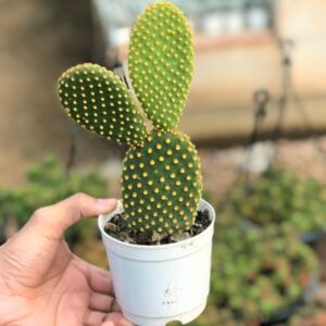 Bunny-Ear-Cactus-Opuntia-microdasys