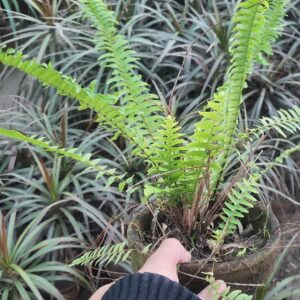 Ferns-Plant