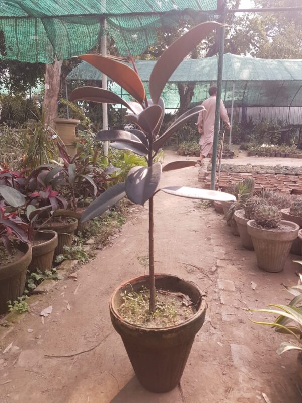 Ficus Ilastica black boota.pk
