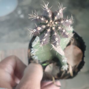 Grafted-Moon-Cactus-Maroon