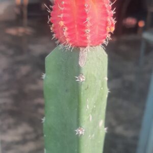 Grafted-Moon-Cactus-Pink