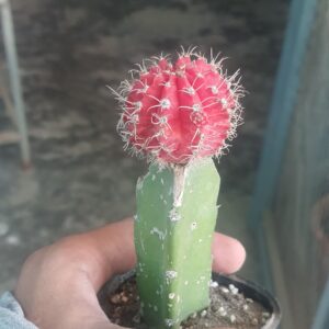Grafted-Moon-Cactus-Red
