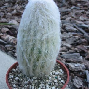 Old-Man-Cactus