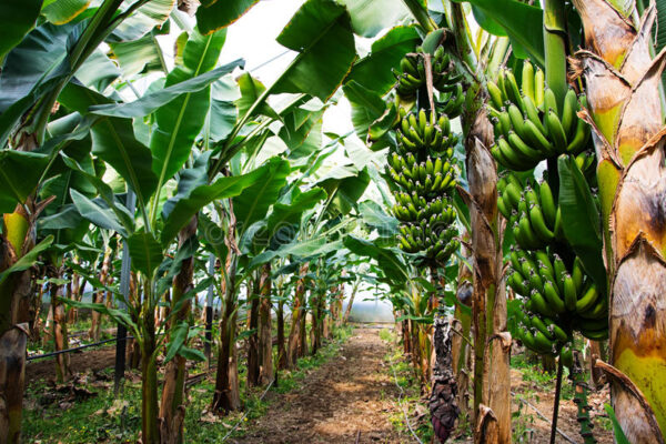 banana-tree-bunch-growing-bananas-boota.pk