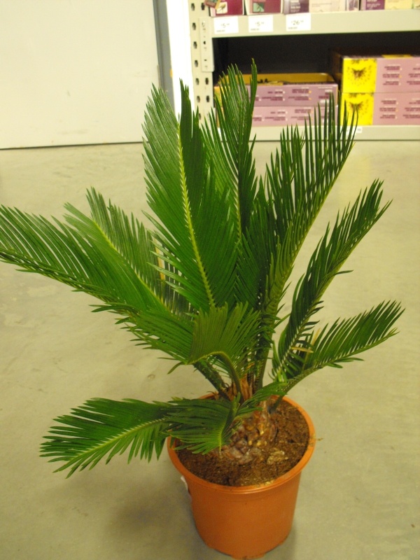 Kangi Palm