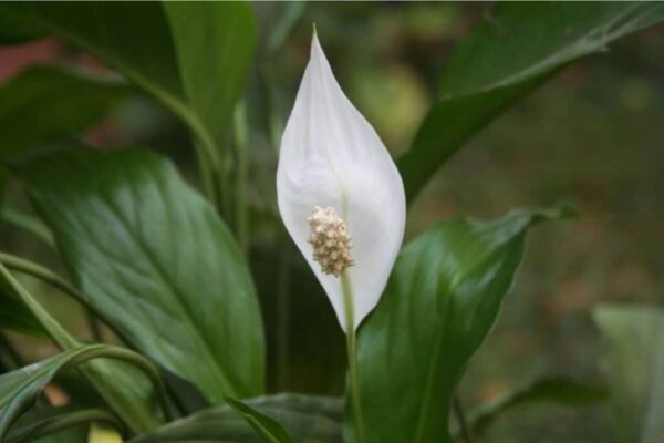 Peace-Lily-Plant-boota.pk