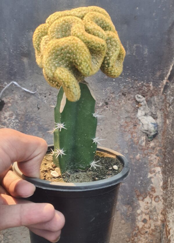 Brain-Cactus-Mammillaria-Pilcayensis-Cristata