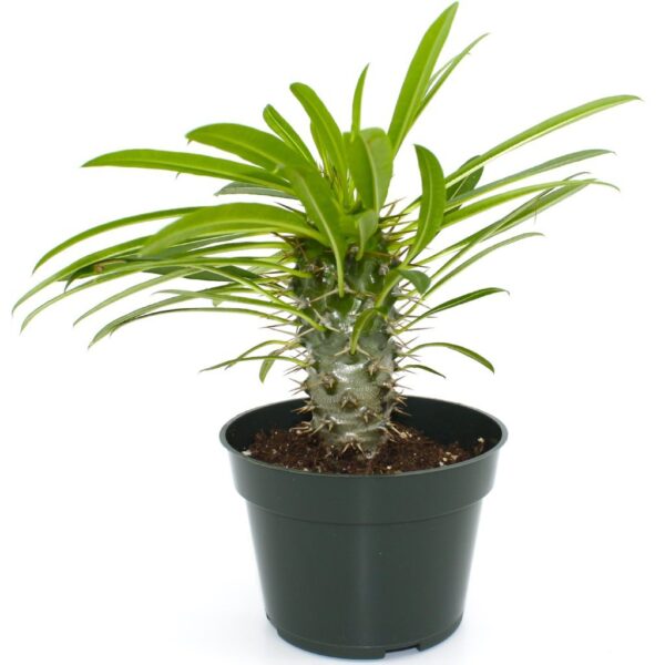 achypodium-plant
