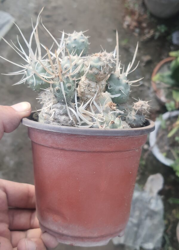 Paper-Spine-Cactus-Tephrocactus-Articulatus