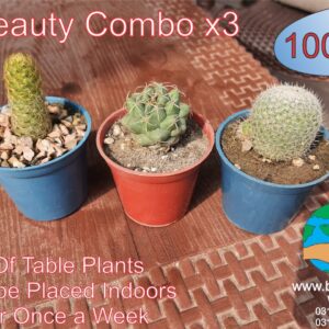 table plants