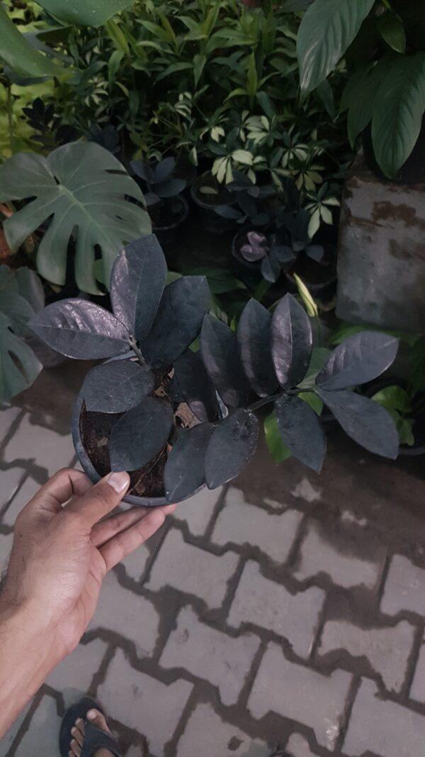 Black-zz-plant-boota.pk
